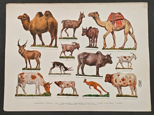 Tiere aufstellbogen - tiere,