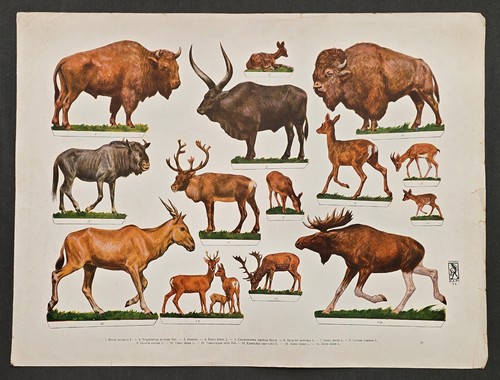 Tiere aufstellbogen - tiere,